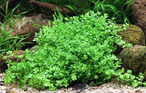 Hemianthus callitrichoides 'Cuba' - Topfpflanze