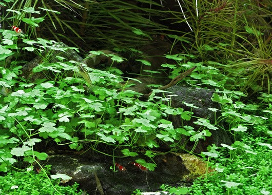 Hydrocotyle tripartita - Topfpflanze