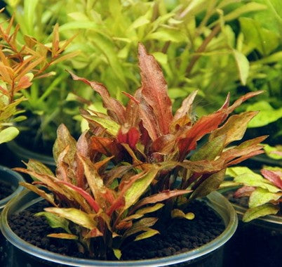 Cryptocoryne walkeri var. legroi - Topfpflanze