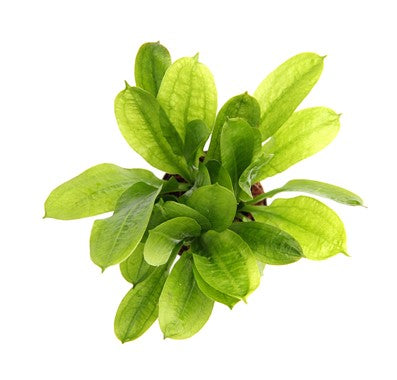 Echinodorus grisebachii 'Tropica' - Topfpflanze