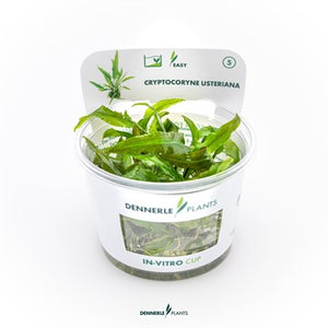 Cryptocoryne usteriana In-Vitro