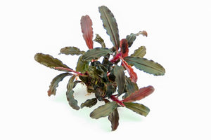Bucephalandra sp. 'Red Scorpio'  - Topfpflanze
