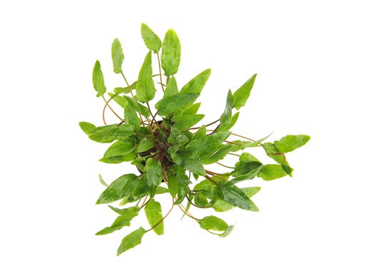 Cryptocoryne wendtii 'Green' - Topfpflanze