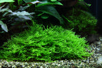 Laden Sie das Bild in den Galerie-Viewer, Taxiphyllum ´Spiky´ - Spiky-Moos

