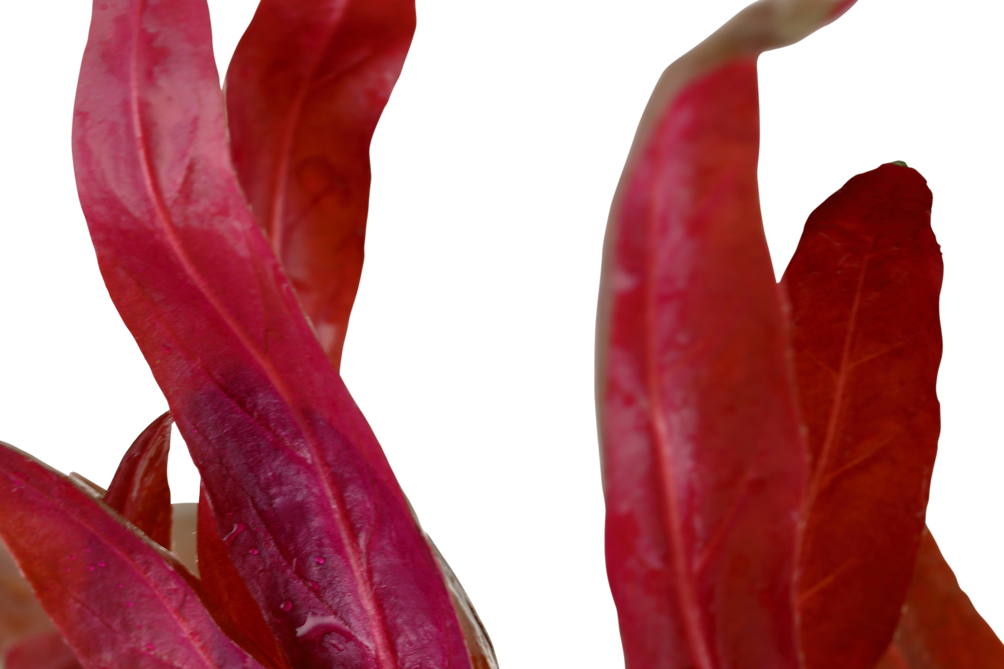 Alternanthera reineckii  'Pink' - Rosa Papageienblatt