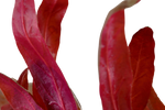 Laden Sie das Bild in den Galerie-Viewer, Alternanthera reineckii  &#39;Pink&#39; - Rosa Papageienblatt
