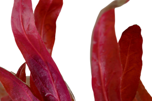 Alternanthera reineckii  'Pink' - Rosa Papageienblatt