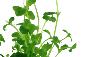 Bacopa australis - Südliches Fettblatt