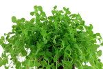 Laden Sie das Bild in den Galerie-Viewer, Micranthemum umbrosum - rundblättriges Perlkraut
