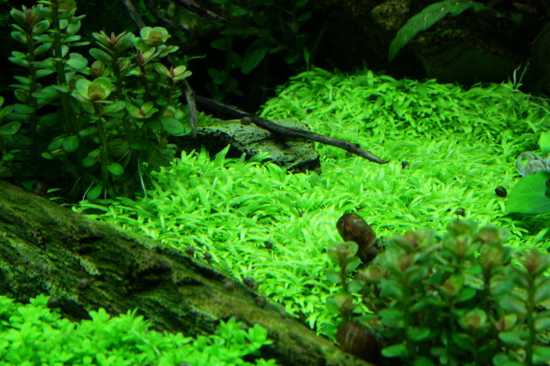 Utricularia graminifolia - Grasblättriger Wasserschlauch