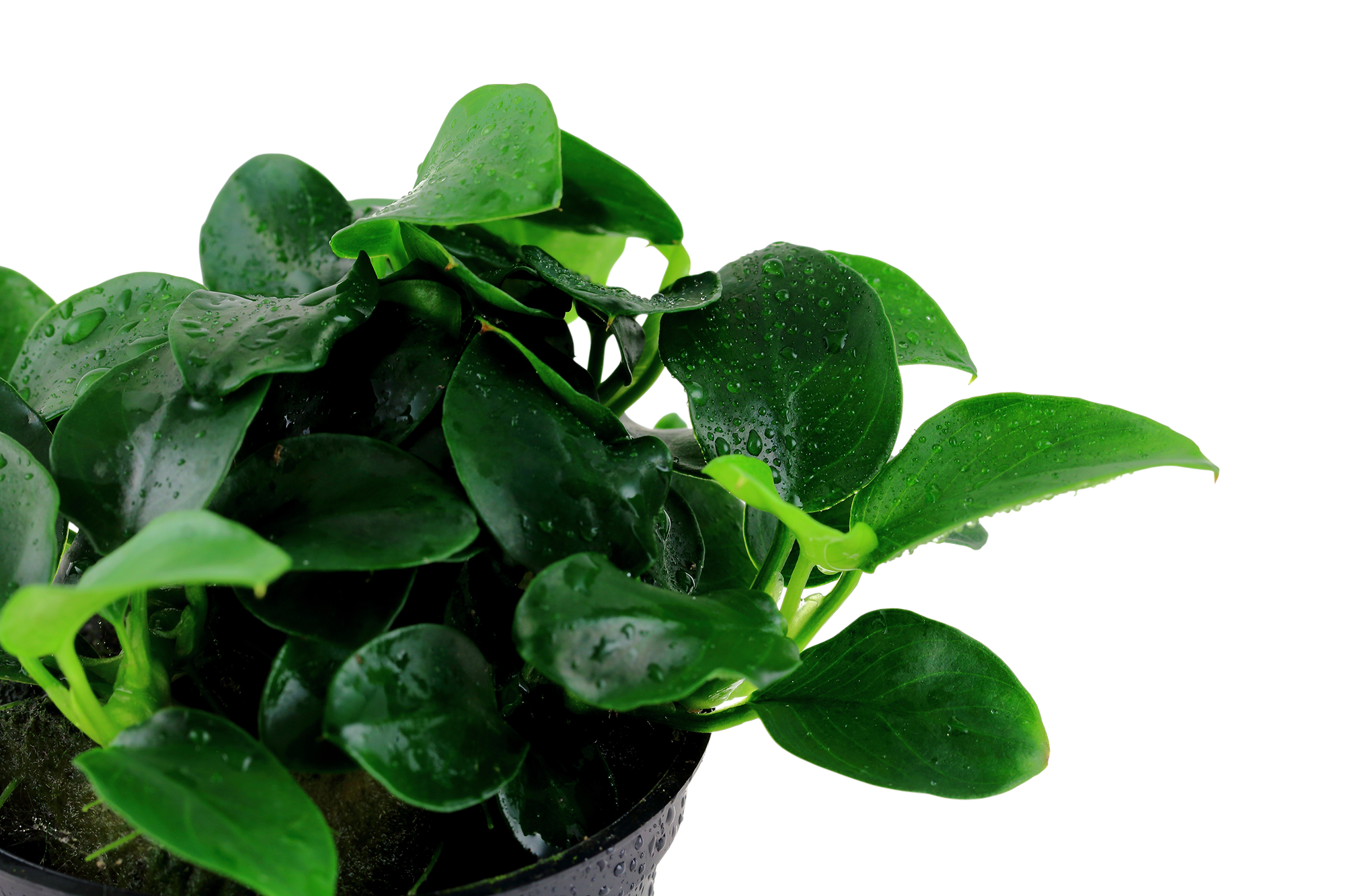 Anubias barteri Petite
