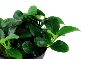 Anubias barteri Petite