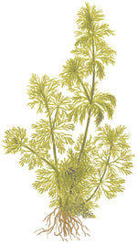 Laden Sie das Bild in den Galerie-Viewer, Limnophila sessiliflora - Blütenstielloser Sumpffreund
