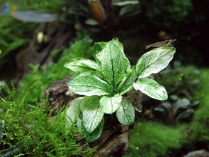 Anubias nana 'Pinto'  - Topfpflanze