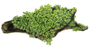 Riccardia chamedryfolia - Korallenmoos