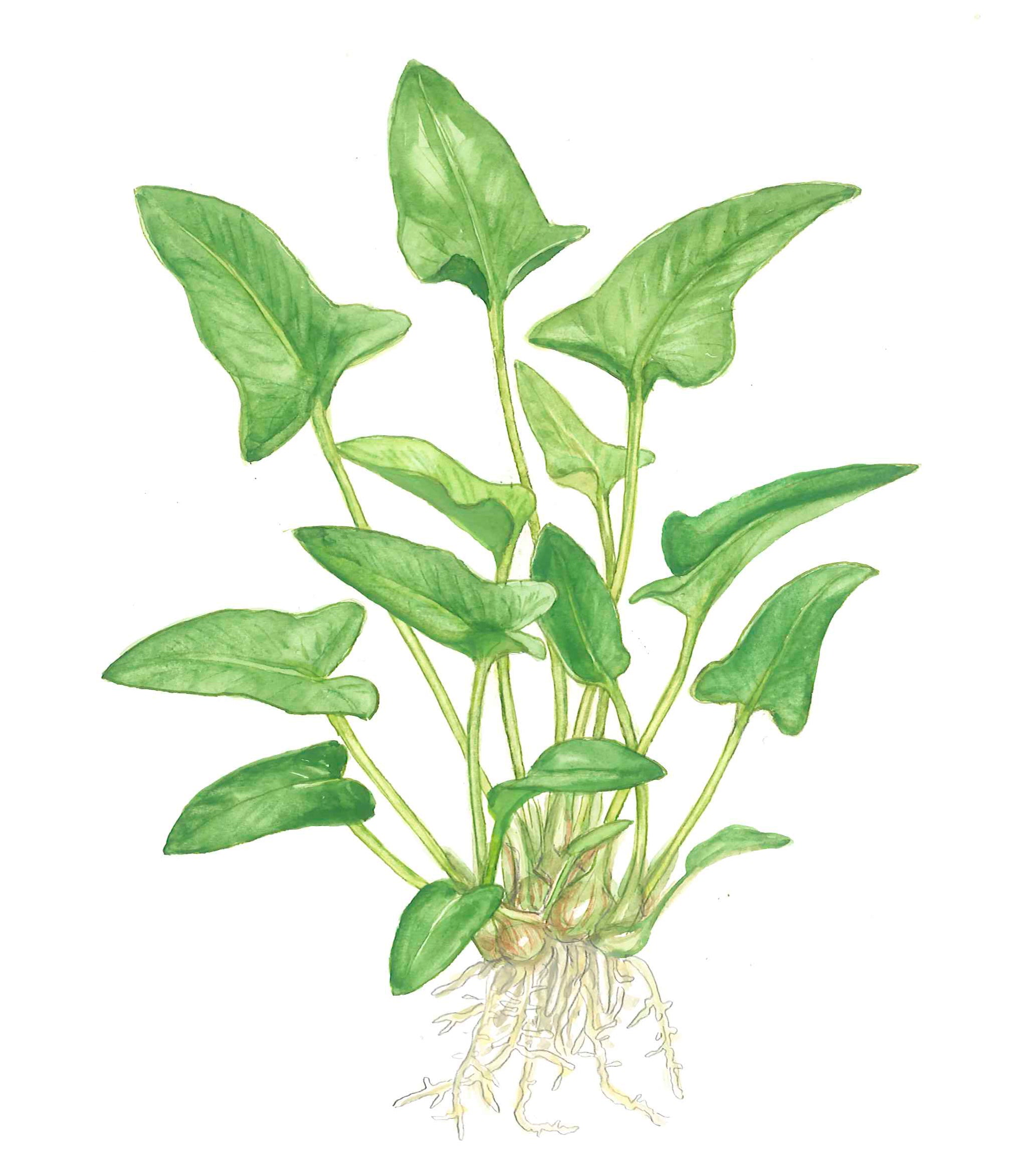 Anubias gracilis - Efeublättriges Speerblatt