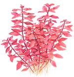 Laden Sie das Bild in den Galerie-Viewer, Ludwigia palustris ´super red´ - kleine tiefrote Ludwigie
