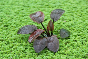 Lagenandra meeboldii 'Red'  - Topfpflanze