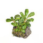 Laden Sie das Bild in den Galerie-Viewer, Bucephalandra pygmaea `Wavy Green`
