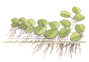 Salvinia auriculata - Schwimmpflanze - In Vitro