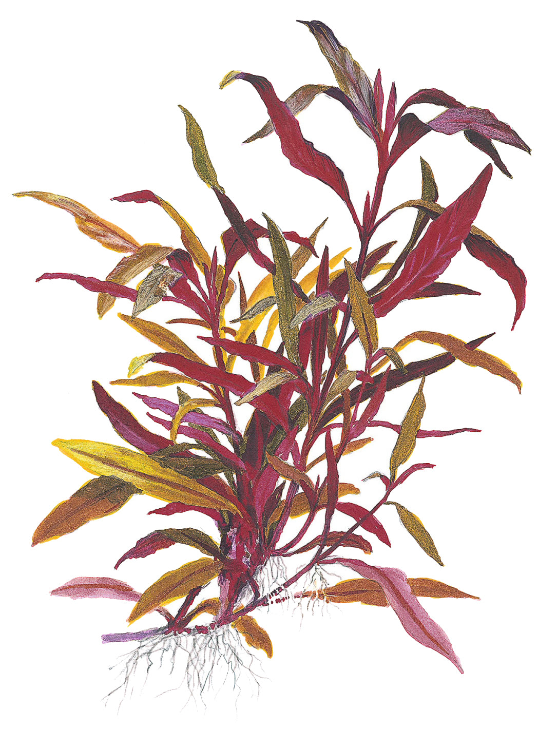 Alternanthera reineckii  'Pink' - Rosa Papageienblatt