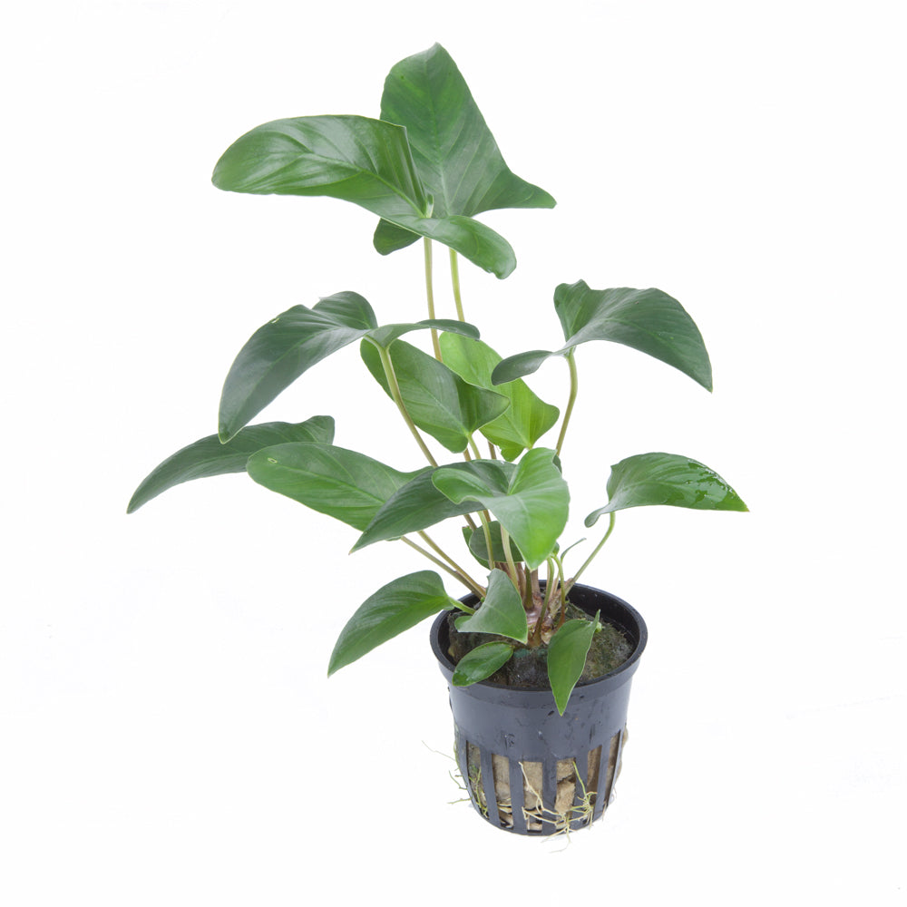 Anubias gracilis - Efeublättriges Speerblatt