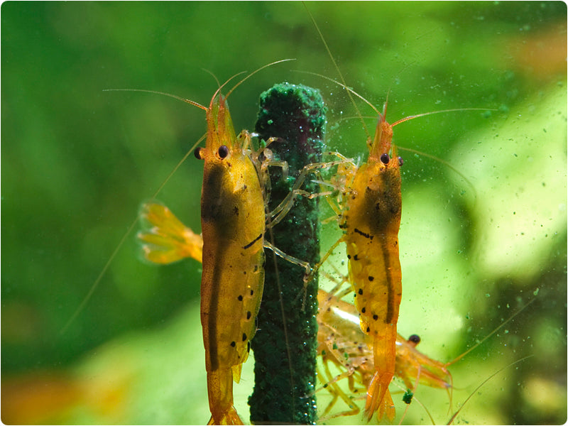 Shrimp Lollies - Moringa Power