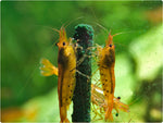Laden Sie das Bild in den Galerie-Viewer, Shrimp Lollies - Moringa Power
