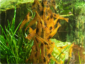 Shrimp Lollies - Artemia Power