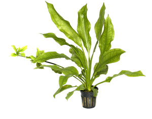 Echinodorus grisebachii  "Bleherae" - große Amazonas-Schwertpflanze