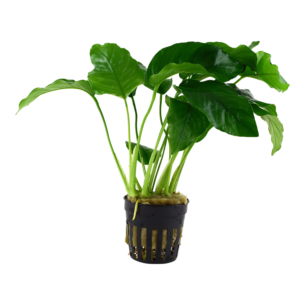 Anubias barteri var. barteri