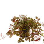 Laden Sie das Bild in den Galerie-Viewer, Ludwigia palustris ´super red´ - kleine tiefrote Ludwigie
