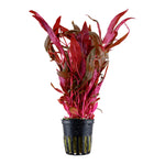 Laden Sie das Bild in den Galerie-Viewer, Alternanthera reineckii  &#39;Pink&#39; - Rosa Papageienblatt
