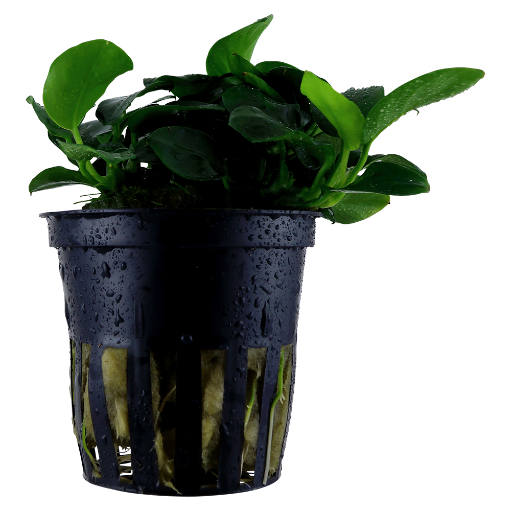 Anubias barteri Petite