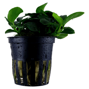 Anubias barteri Petite