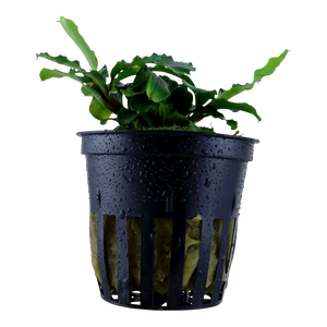 Bucephalandra pygmaea `Wavy Green`