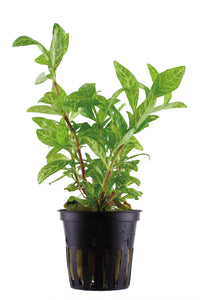 Hygrophila polysperma 'Rosanervig' - Topfpflanze