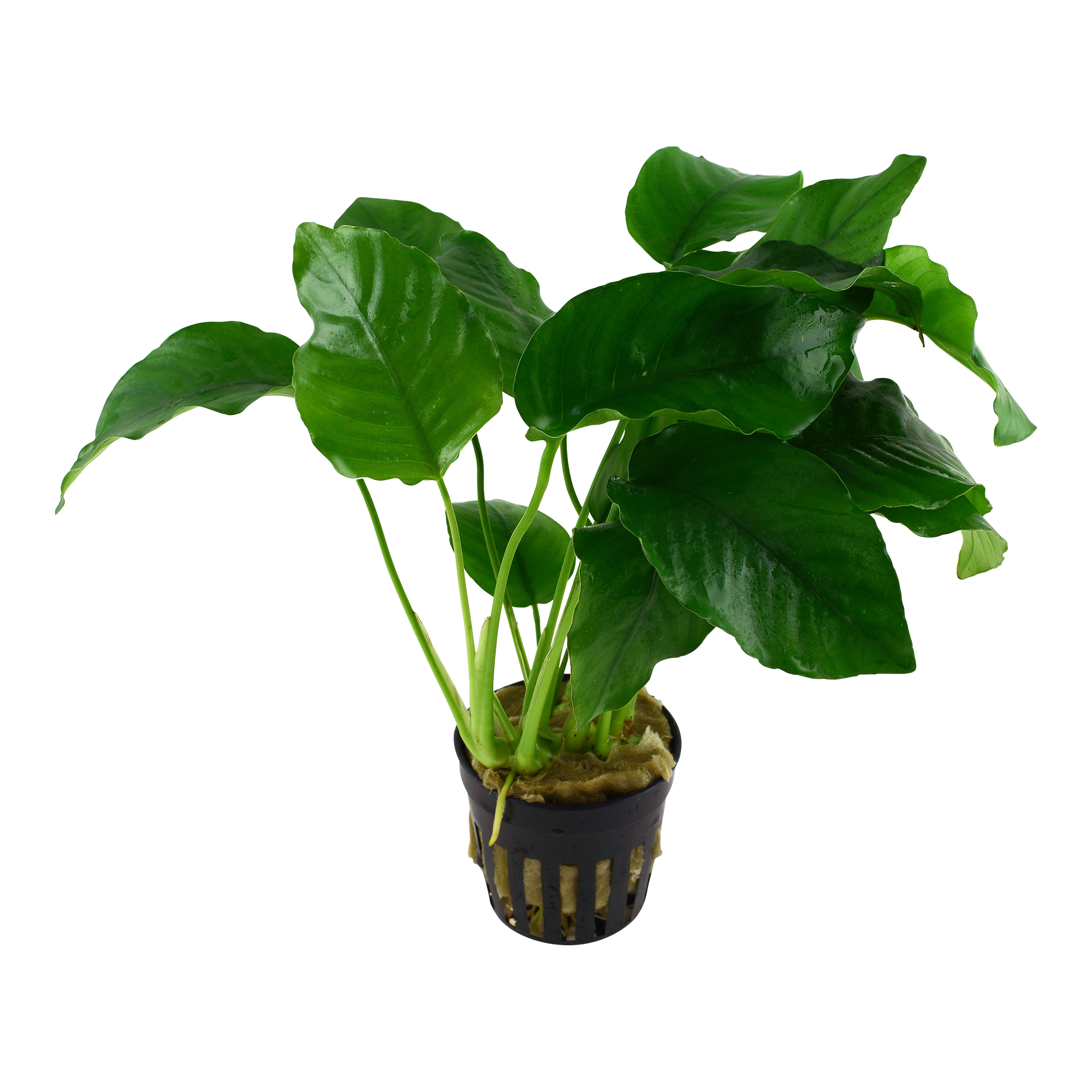Anubias barteri var. barteri