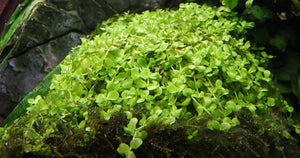 Micranthemum tweediei "Monte Carlo" - New Large Pearl Grass
