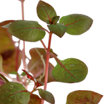 Laden Sie das Bild in den Galerie-Viewer, Ludwigia palustris ´super red´ - kleine tiefrote Ludwigie
