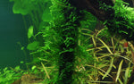 Laden Sie das Bild in den Galerie-Viewer, Taxiphyllum ´Spiky´ - Spiky-Moos
