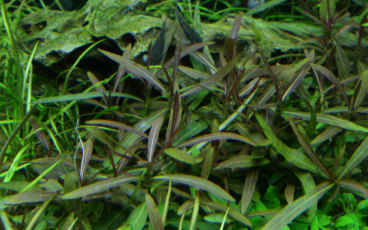 Hygrophila lancea "Araguaia" - Araguaia-Wasserfreund