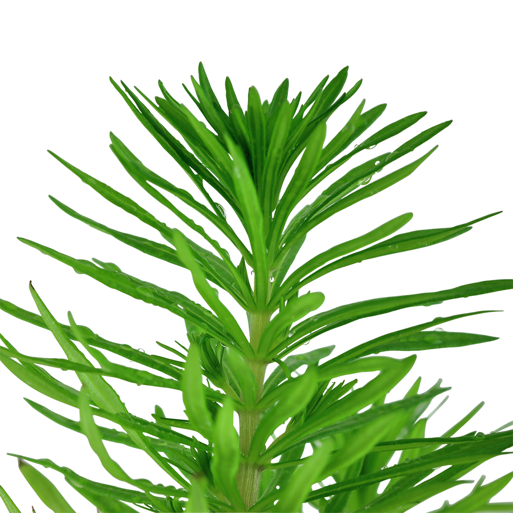 Pogostemon deccanensis - Indische Sternpflanze
