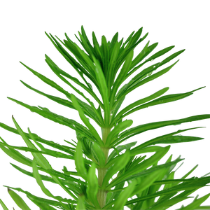 Pogostemon deccanensis - Indische Sternpflanze