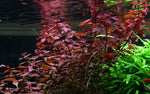 Laden Sie das Bild in den Galerie-Viewer, Ludwigia palustris ´super red´ - kleine tiefrote Ludwigie
