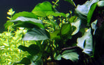 Laden Sie das Bild in den Galerie-Viewer, Anubias barteri var. barteri
