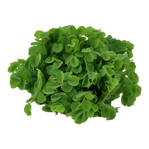 Salvinia auriculata - Schwimmpflanze - In Vitro