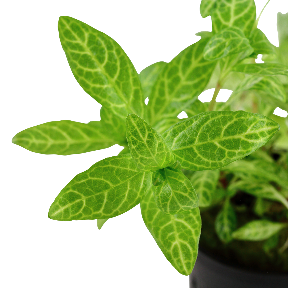 Hygrophila polysperma 'Rosanervig' - Topfpflanze