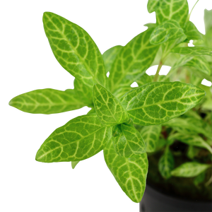 Hygrophila polysperma 'Rosanervig' - Topfpflanze