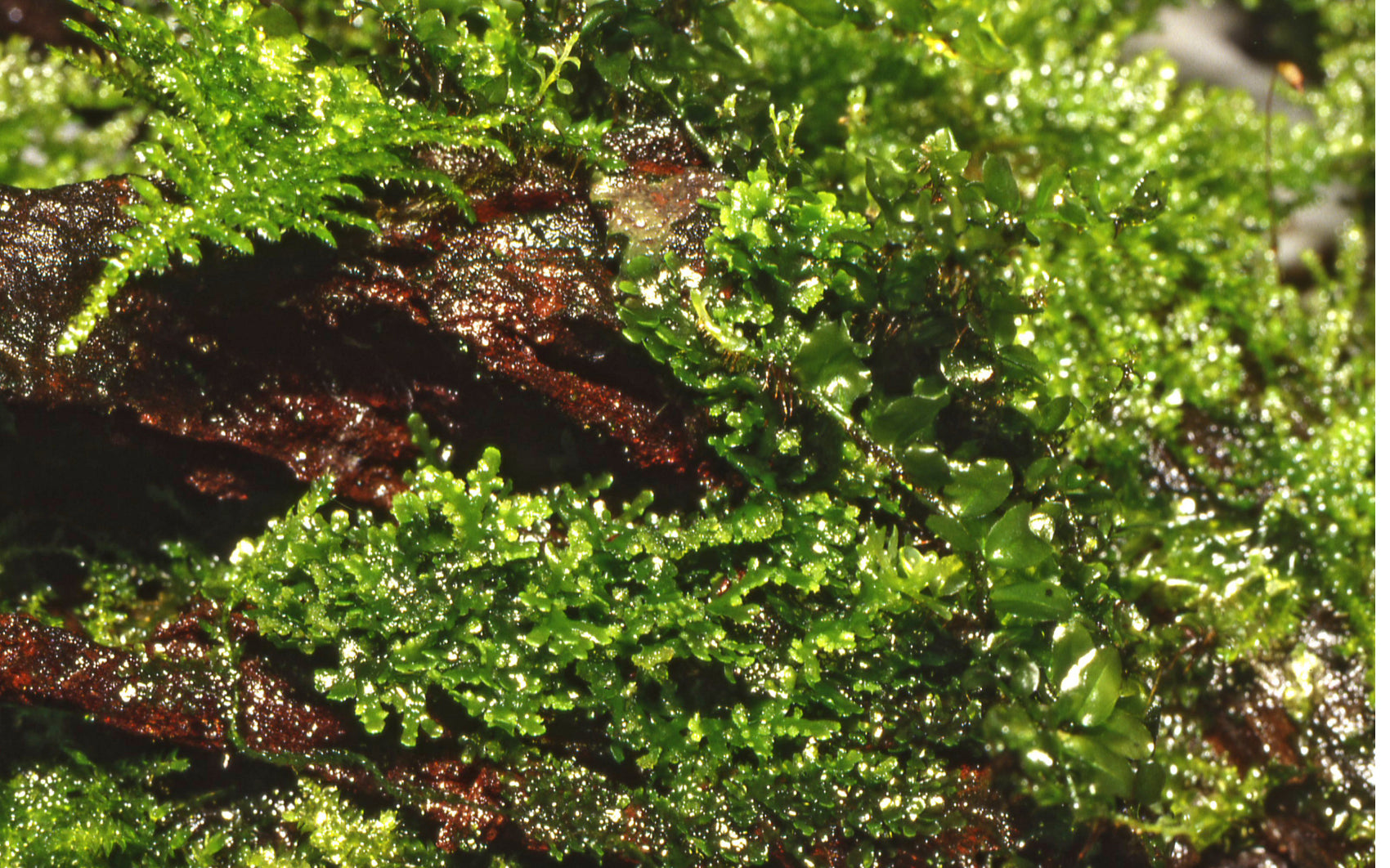 Riccardia chamedryfolia - Korallenmoos